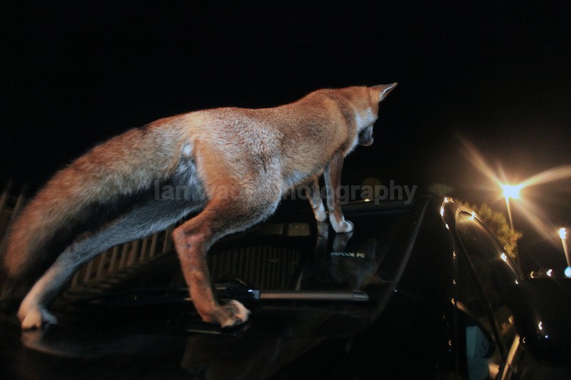 Using a car windshield to gain height and look down a Bristol street. - Urban Foxes, Bristol, Great Britain
