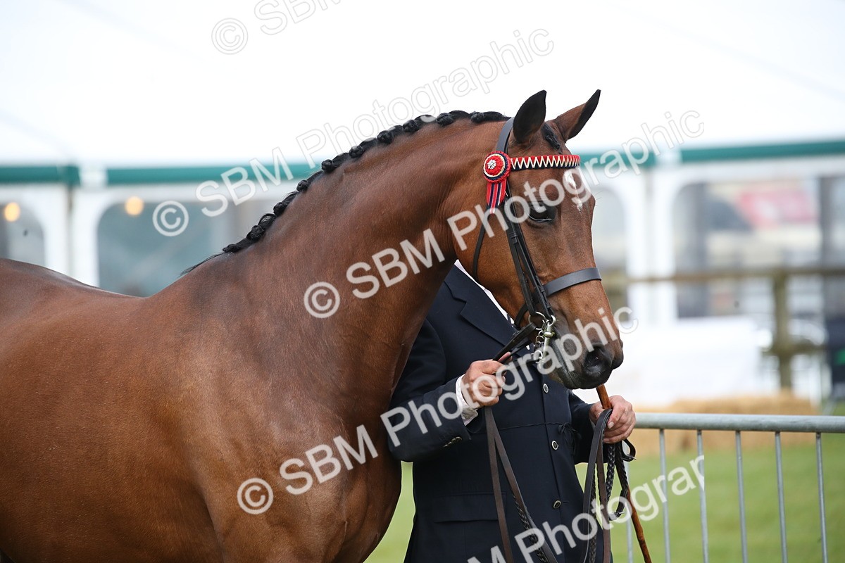 SBM_00112 - Class 17-20 - Arab & Part Bred - Anglo Arab In Hand