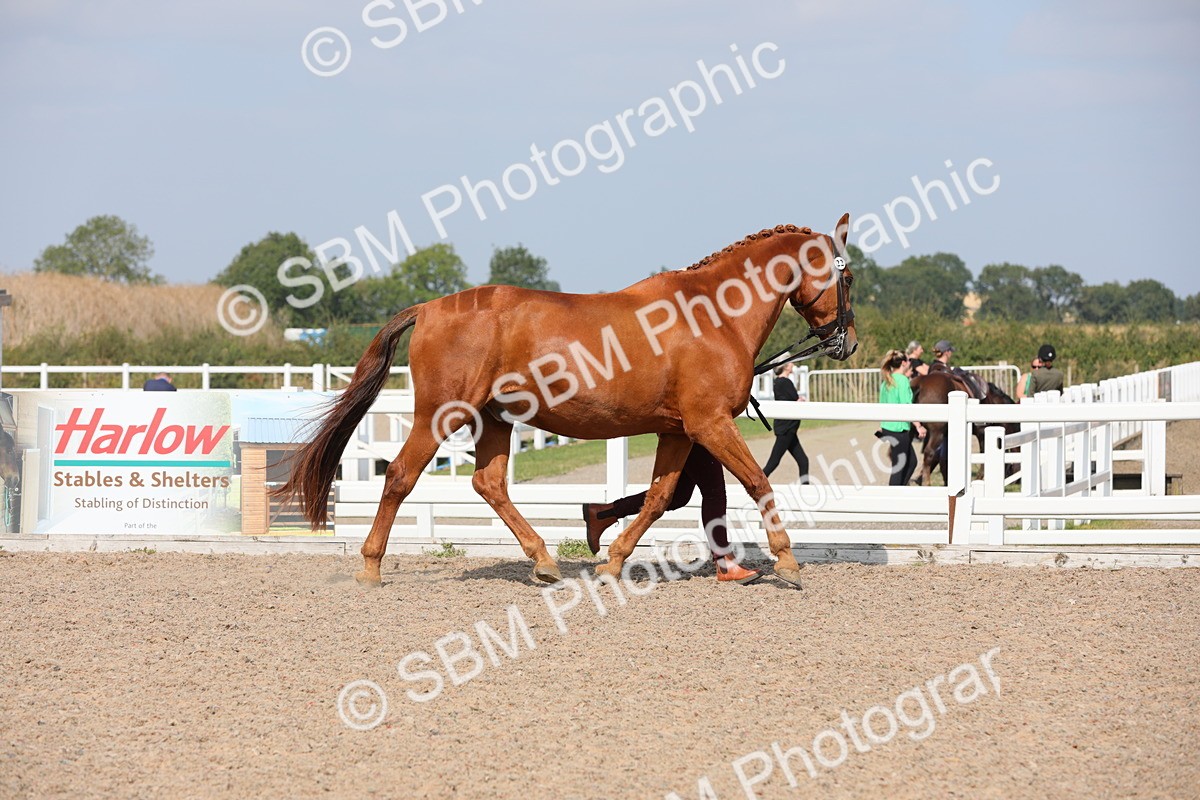 SBM_15679 - Class 312 IH Competition Horse/Pony