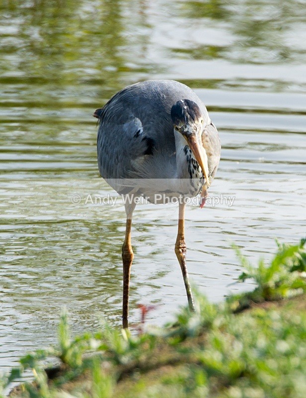 20110422-IMG_4560 - Grey Heron