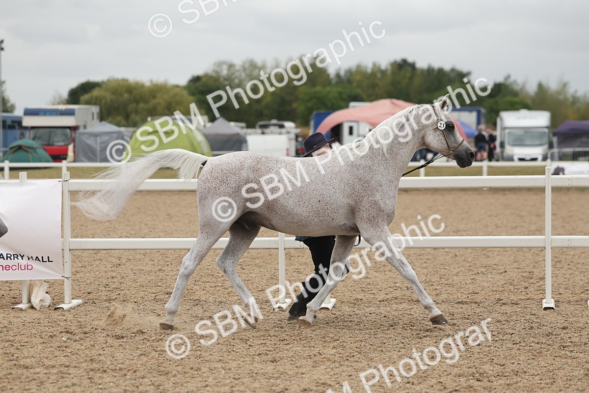 SBM_19301 - Class 317 - IH Pure Bred Horse-Pony