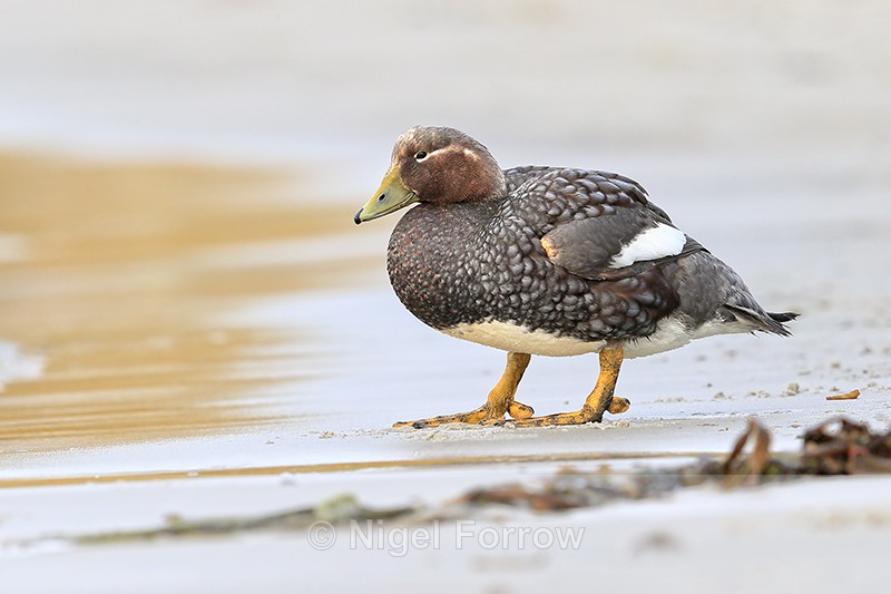 Female Steamerduck standing on beach, Carcass Island, Falklands - Falkland Flightless Steamerduck