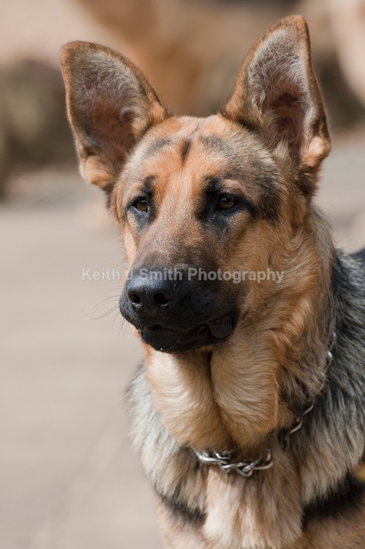 KJS_8946 (RM) - Working Dogs