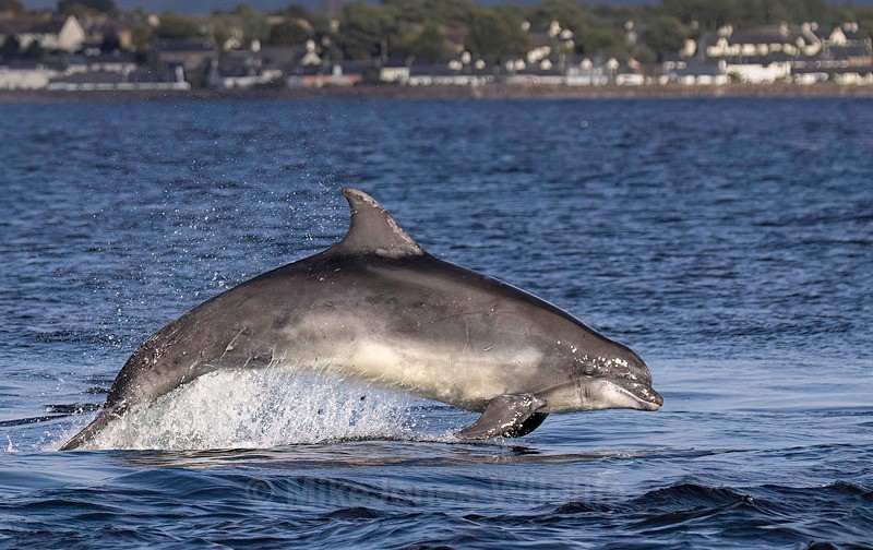 Chanory point, Bottle nose dolphins - Dolphins, Whales & Orcas. Scotland, Iceland, Azores & Madeira
