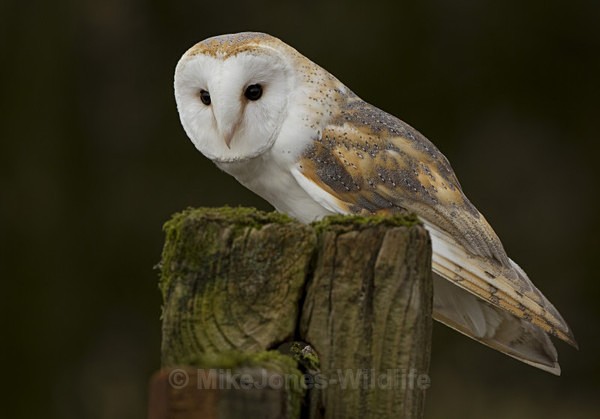 BARN  / REF BO 6 - BARN OWLS