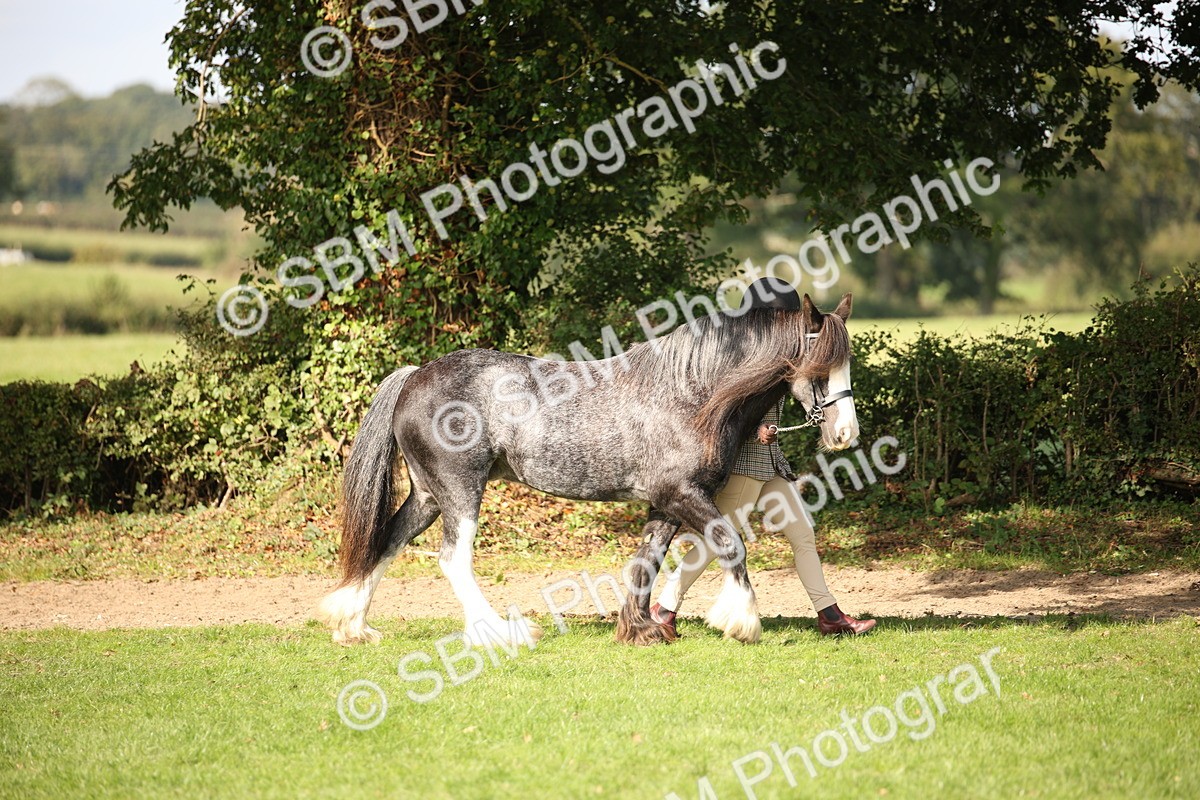 SBM_62155 - S55 - Traditional Cob In Hand