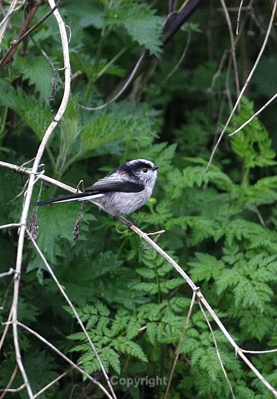 Long Tailed Tit,Swords - Birds