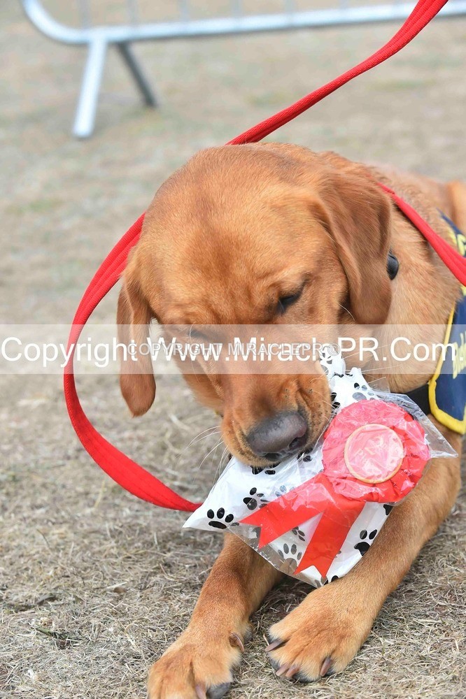 SH4_0180 - Dog show.