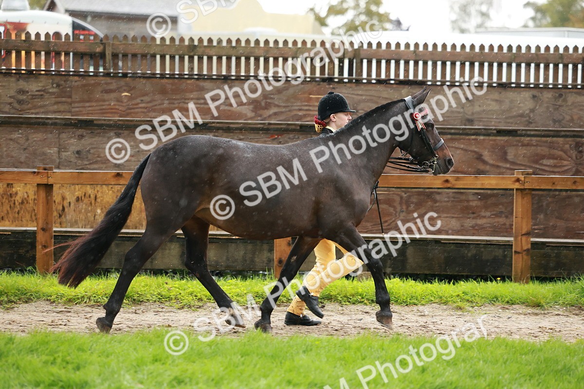 SBM_34876 - S10 - Best In Hand Horse & Pony