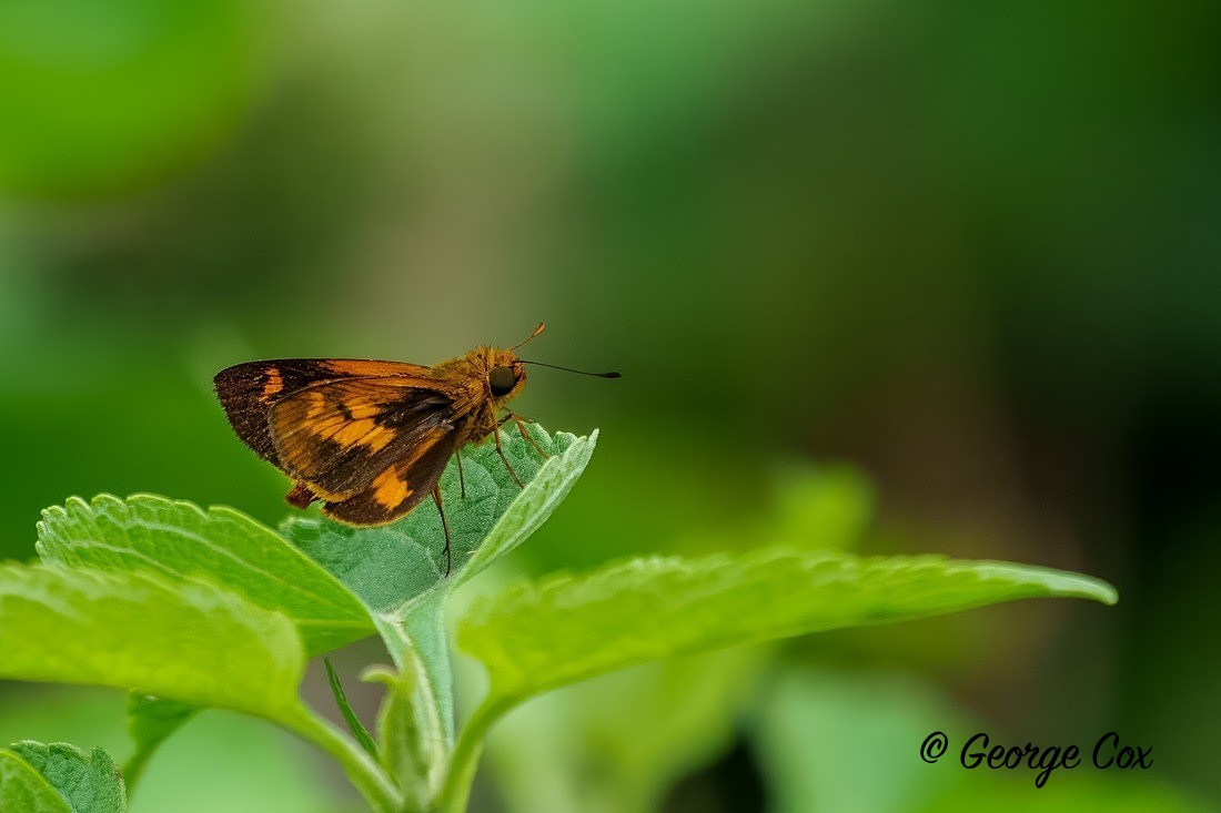Common Dartlet - Sri Lanka