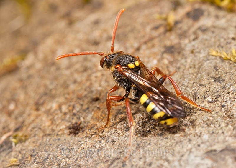 N. marshamella (f) - Nomada marshamella