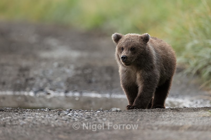 Grizzly Bear cub walking on trail, Silver Salmon Creek, Alaska - Brown Bear