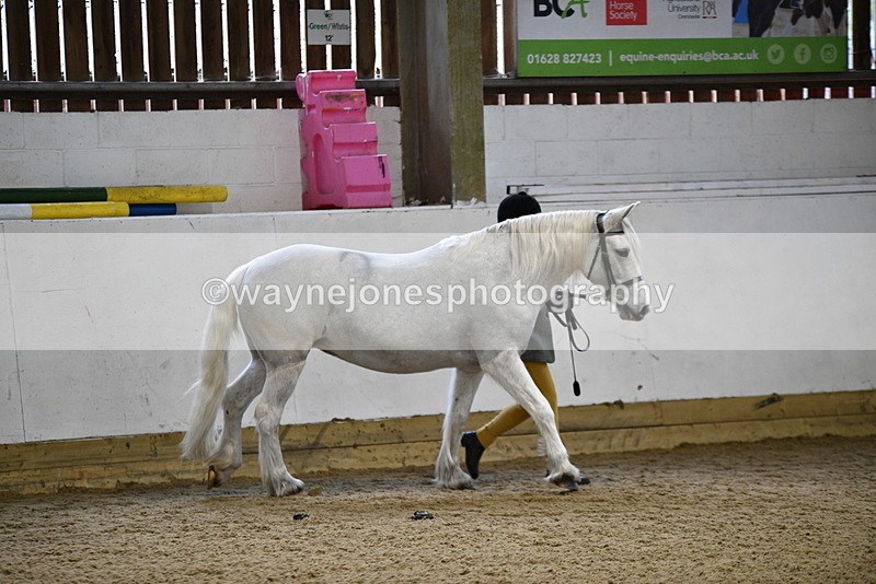 WJ5_4599 - Class 3 Part Bred In hand
