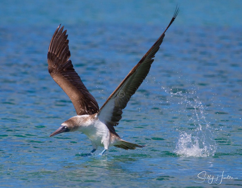 Blue-Footed Booby 7