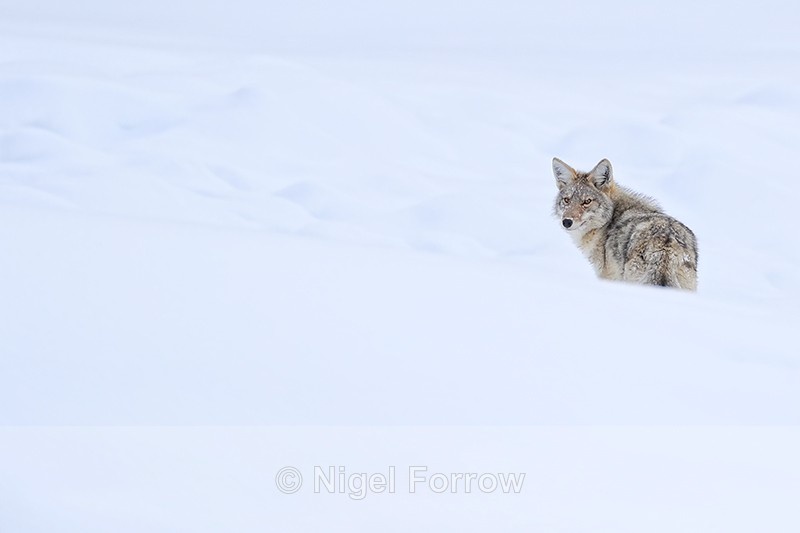 Coyote looks back, Yellowstone Park, Wyoming, USA - Coyote
