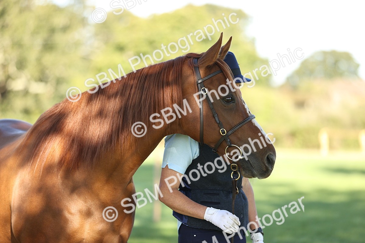 SBM_15755 - S1 - TSR in Hand Horse & Pony Showing