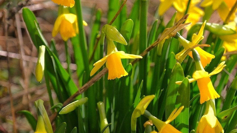Spring 7 Daffodil F6764 - Earth Element