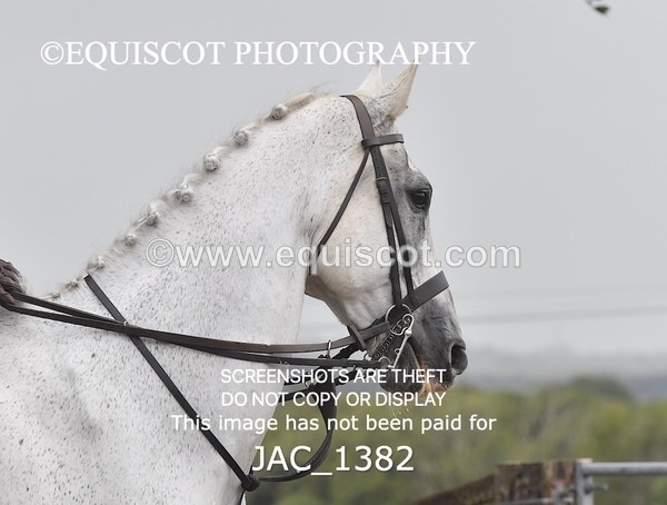 JAC_1382 - CLASS 9 BHS Scotland Riding Club Working Hunter Qualifier (1.00m)