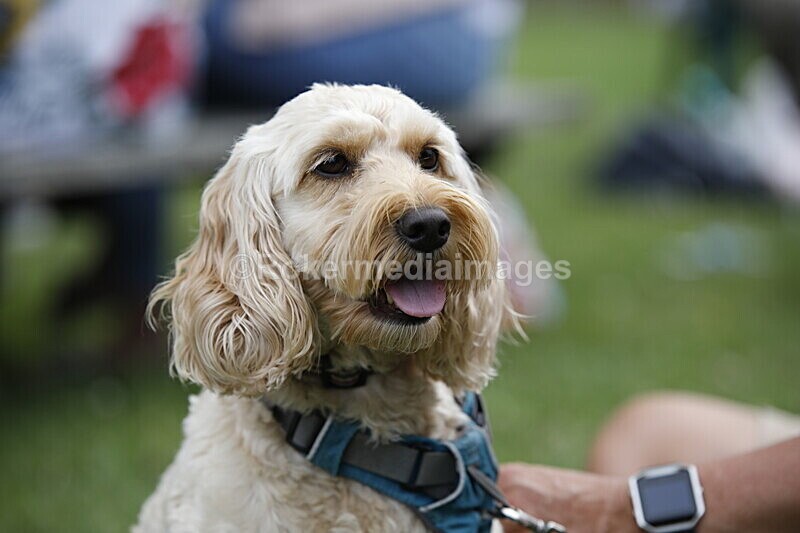  - Elmstock 2019..the people