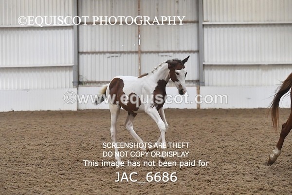 JAC_6686 - 15 Ziggy of Westoak