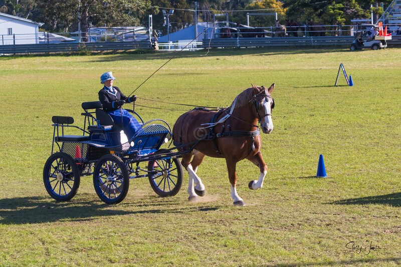 Harness Driving Challenge 33. 0A3A9500 - 2025 Senic Rim Clydesdale Spectacular