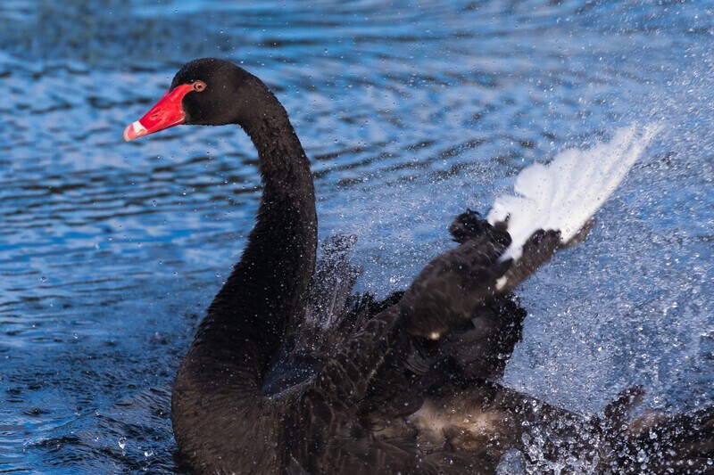 Male Swan Performing 2. 0A3A0791 - Black Swans and cygnets
