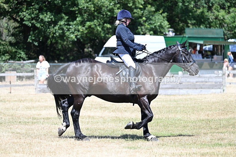 WJ7_2968 - Class 7 Riding Club Show Horse