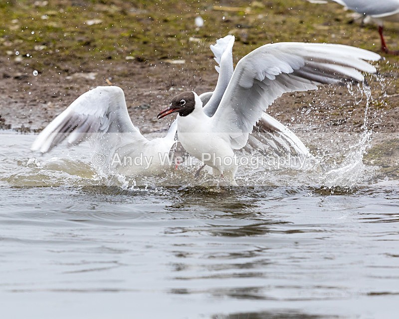 20160312-8E0A2542 - Gulls