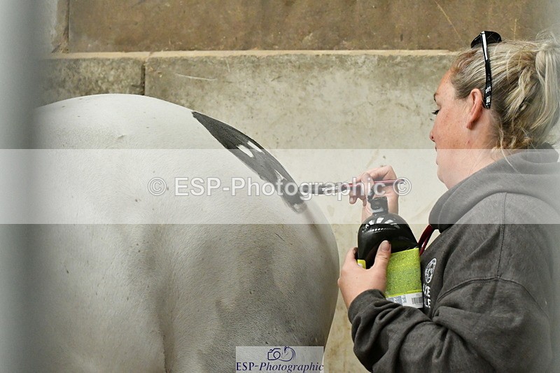 230804A-095325-01526 - Stable Shots