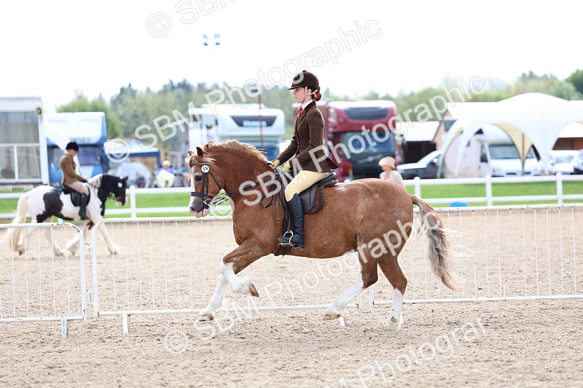 SBM_15804 - Class 314 - Family Horse - Pony