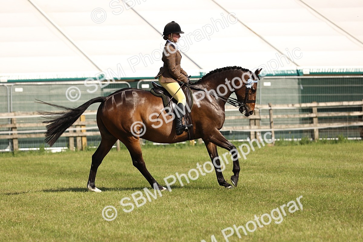 SBM_12913 - Class 75-76 LIHS BSHA Rising Star Hack Riding Horse
