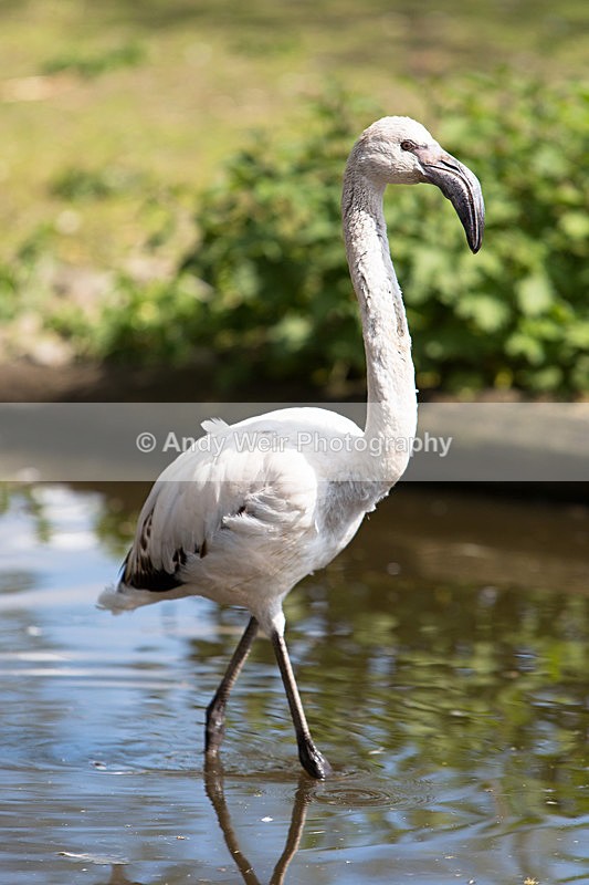 20140419-3K8A0324 - Captive Birds