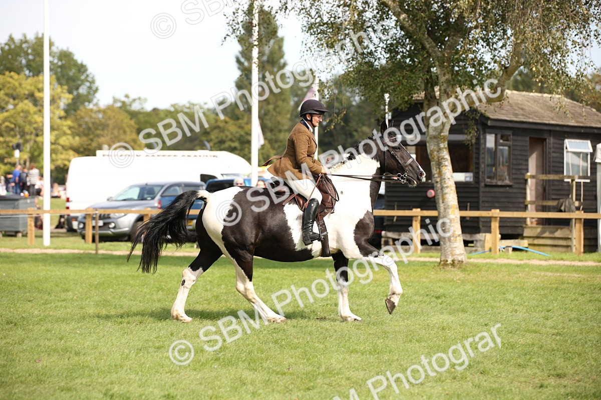 SBM_70122 - S65 - Piebald & Skewbald Horse Ridden