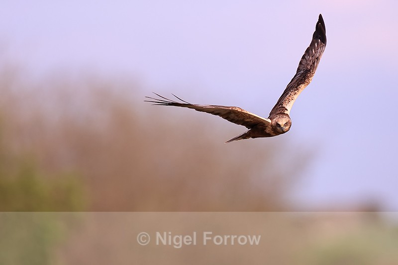 Male Western Marsh Harrier hunting, Montgai, Spain - Marsh Harrier