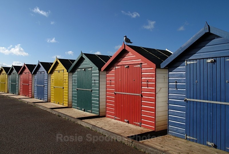 Colourful Beach Huts at Dawlish Warren - Dawlish and Black Swans