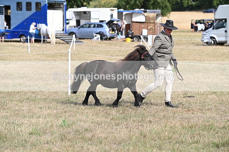 WJ6_6812 - Class 21 Shetland & Mini Horses