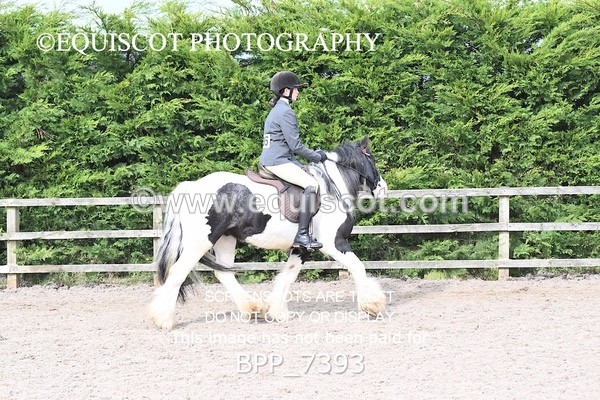 BPP_7393 - RING 1  (RIDDEN HORSES / IN HAND / VETERAN ETC)