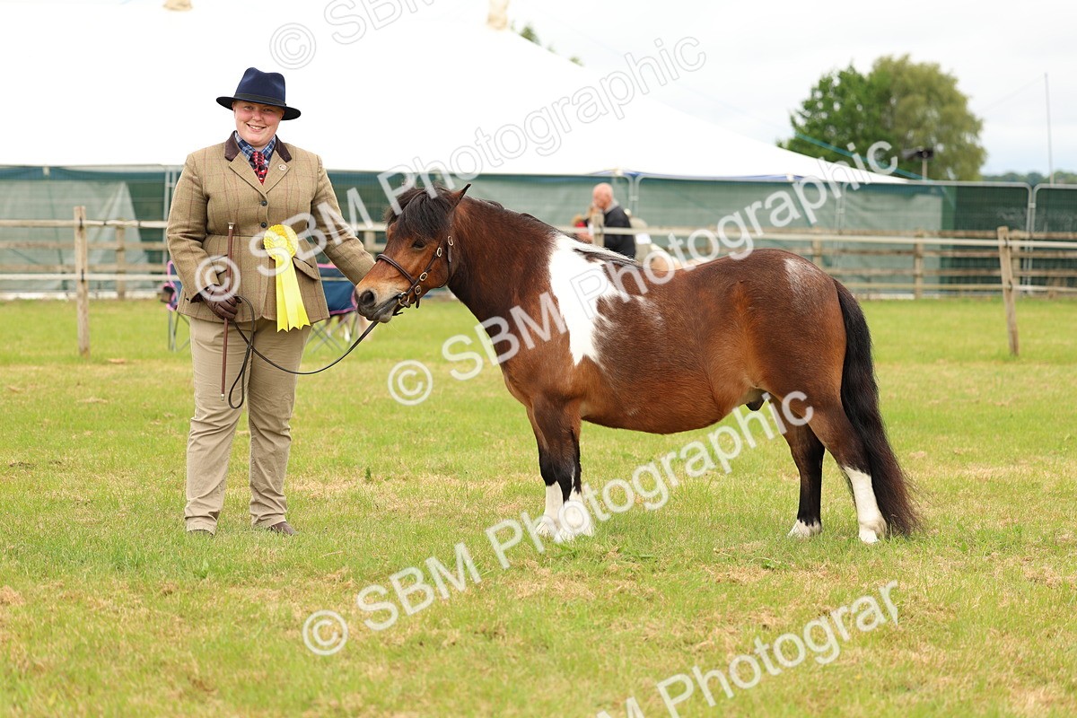 SBM_04404 - Class 64-67 - Shetland Pony In Hand