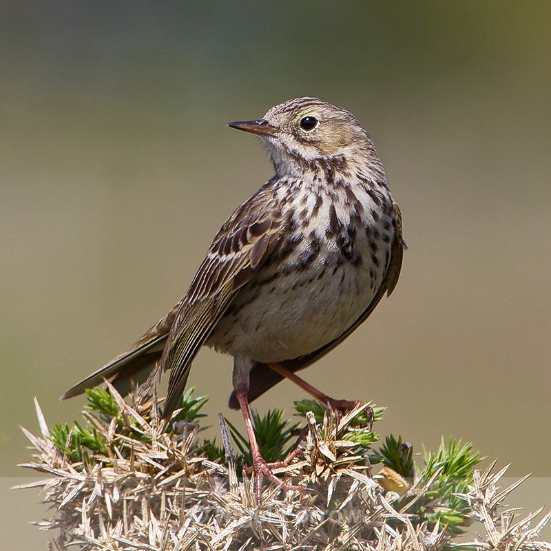 Meadow Pipit perched on gorse - Meadow Pipit