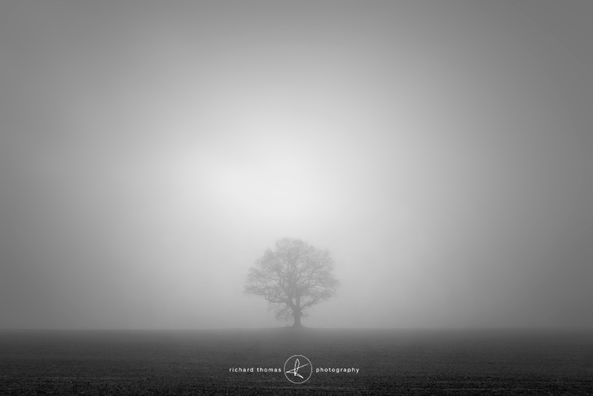Dendrology - Mono Mist Trees