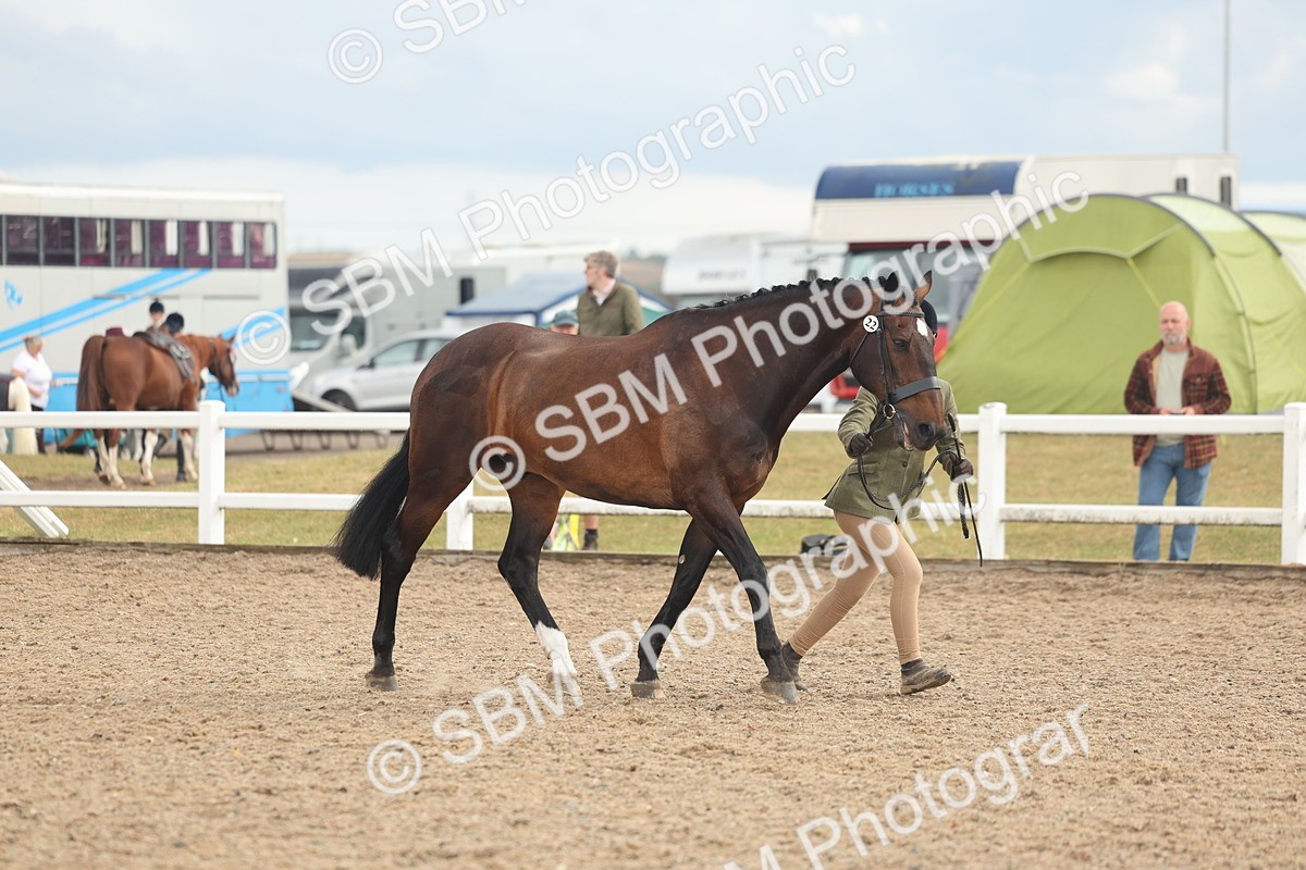 SBM_07902 - Class 28 - IH Veteran Horse