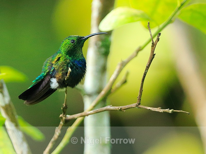 Green-throated Carib, St Lucia - Green-throated Carib