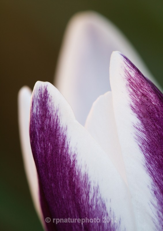 Crocus chrysanthus RPNP0658 - Flowers