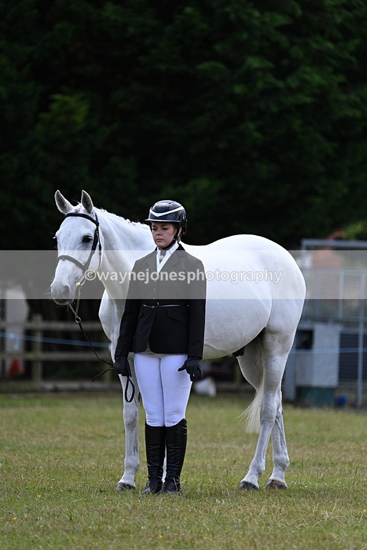 WJ7_7102 - Class 5a Most Handsome Gelding in Hand