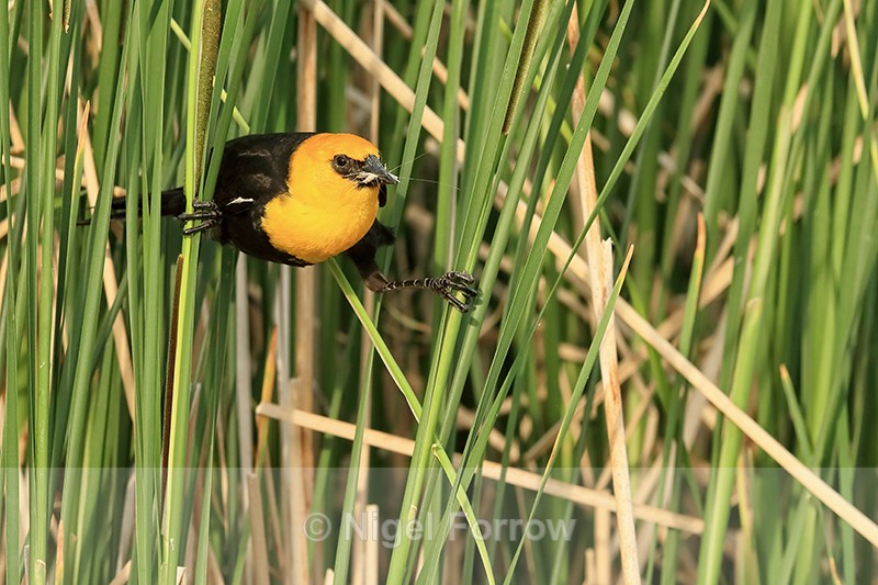Yellow-headed Blackbird with food perched on reeds, Minnesota - Yellow-headed Blackbird