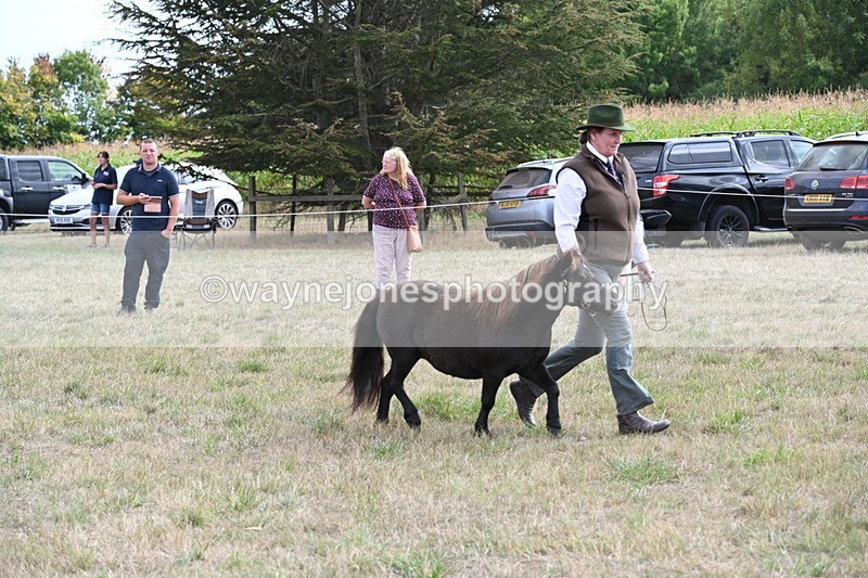 WJ6_6998 - Class 21 Shetland & Mini Horses