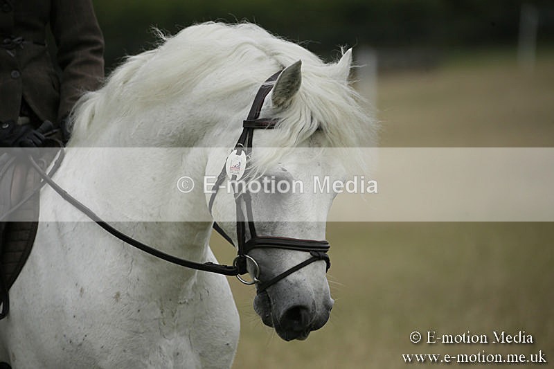 B230619-0108 - Bourne Valley Riding Club Summer Show 23/06/19