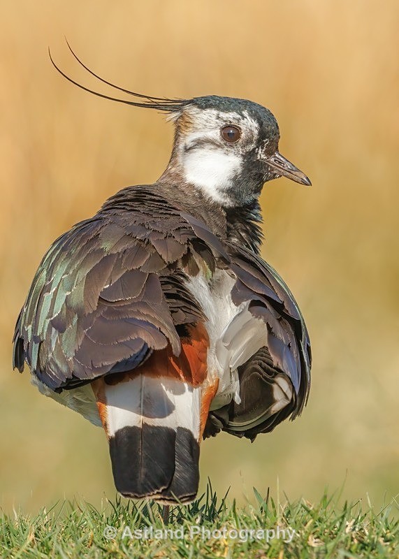 Astland Photography, Bird and Wildlife Images, Susan and Peter Wilson, U.K.