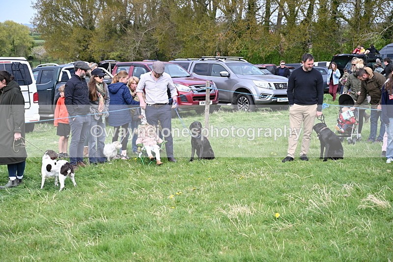 WJ6_8768 - Class 8 Best Working / Gun Dog or Bitch