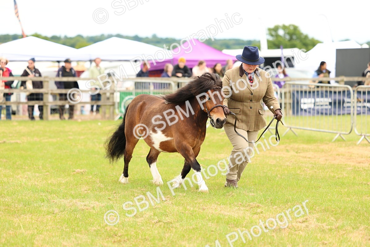 SBM_04382 - Class 64-67 - Shetland Pony In Hand